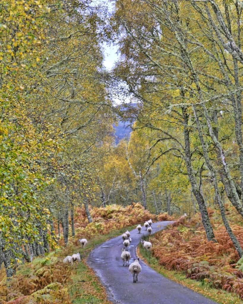 Highlands sheep | Scotland | Scottish Highlands