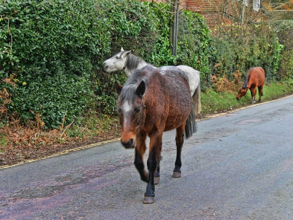 Burley Manor wild horses