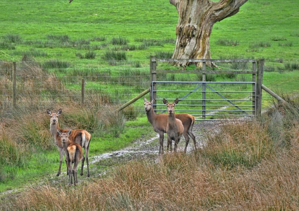 Burley New Forest red deer