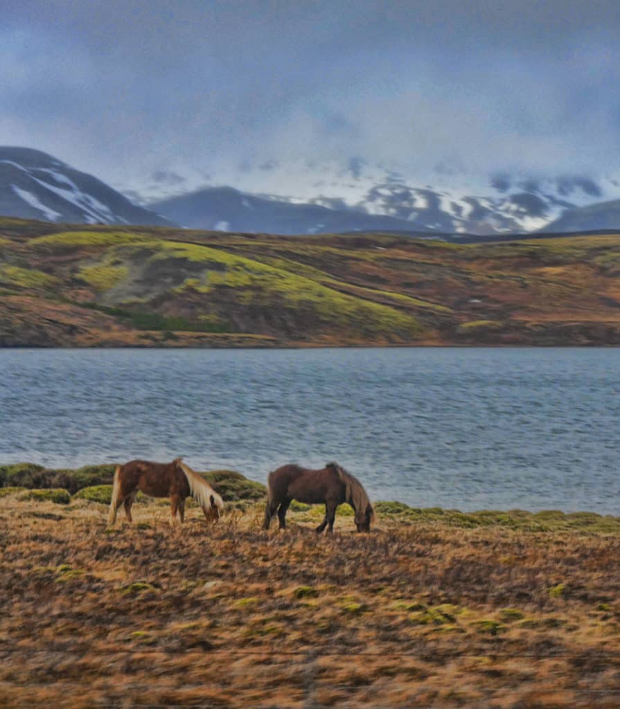 Icelandic horses