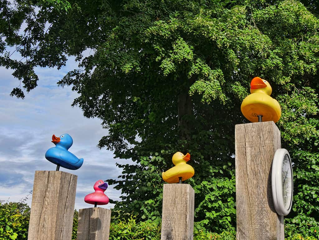 runnymede_hotel_ducks