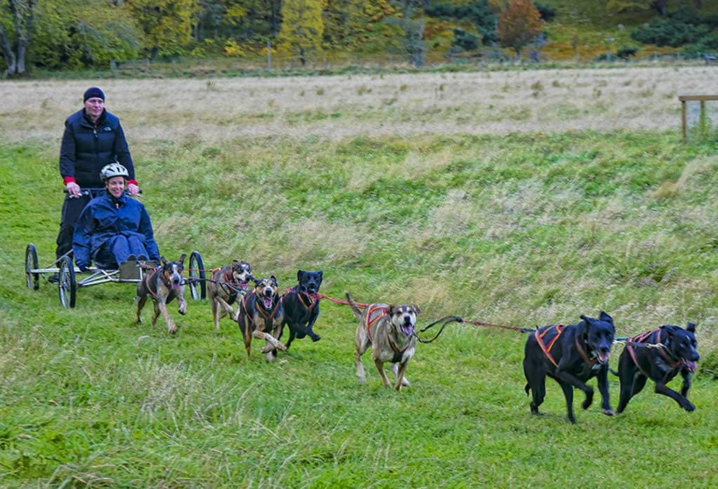 Dog sledding in the Scottish Highlands
