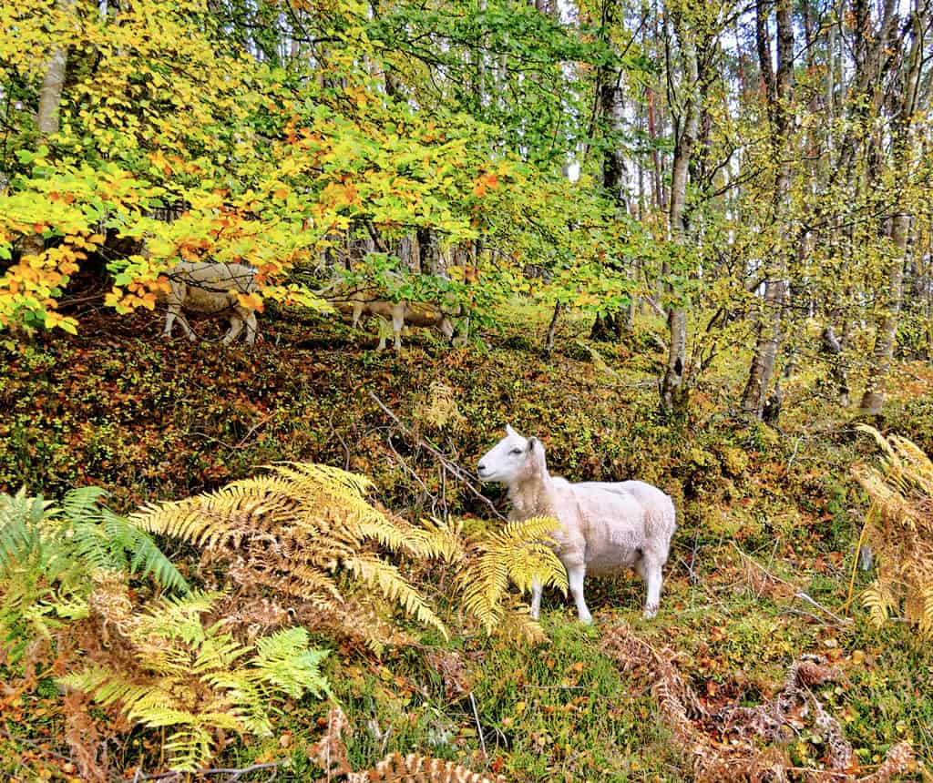 A sheep in the Scottish Highlands