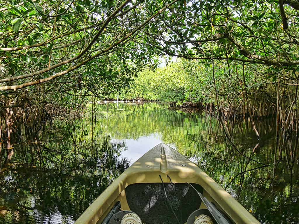 Kayaking in Florida on an Everglades National Park tour