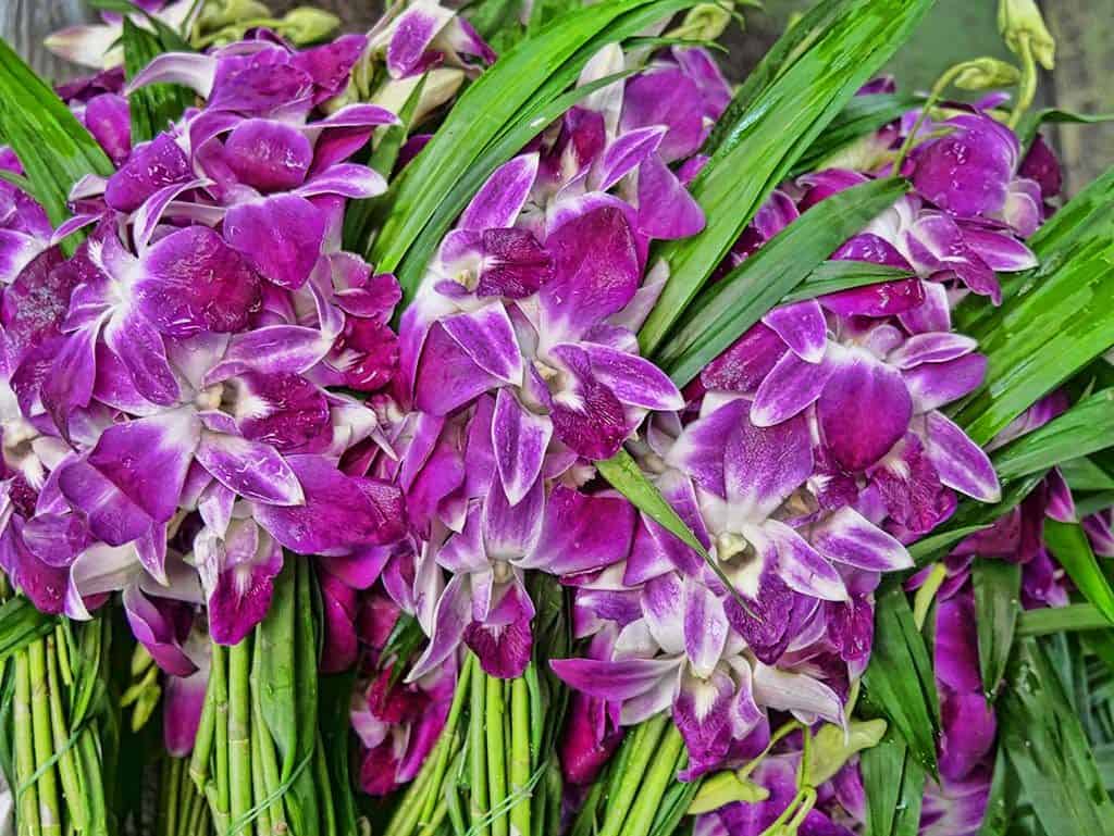 Tour of the flower market in Bangkok, Thailand