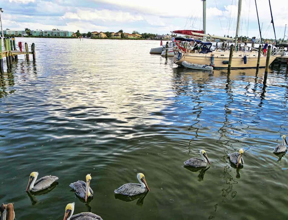 Wildlife in Naples, Florida