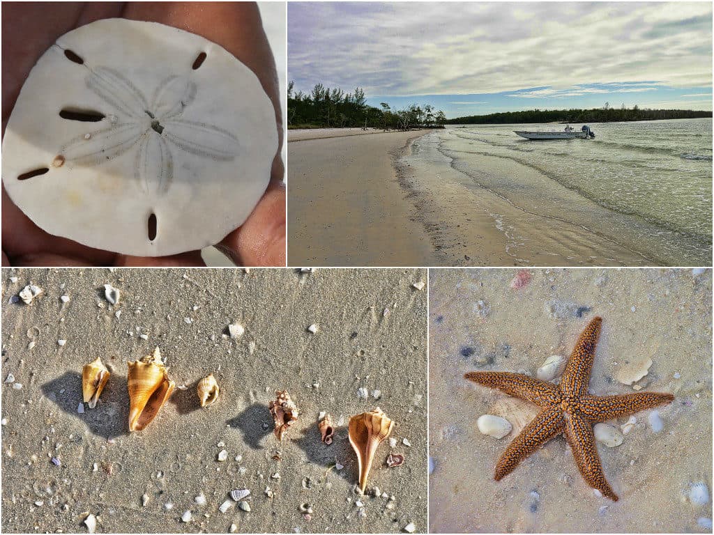 A seashell tour on the Paradise Coast, FL