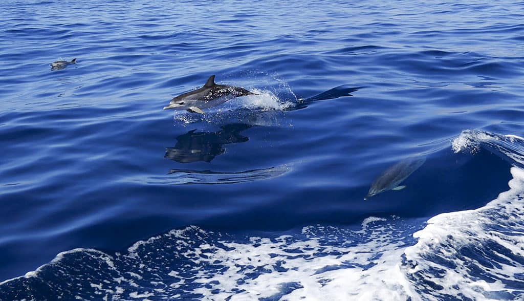 Dolphin spotting - Things to do in Tenerife South