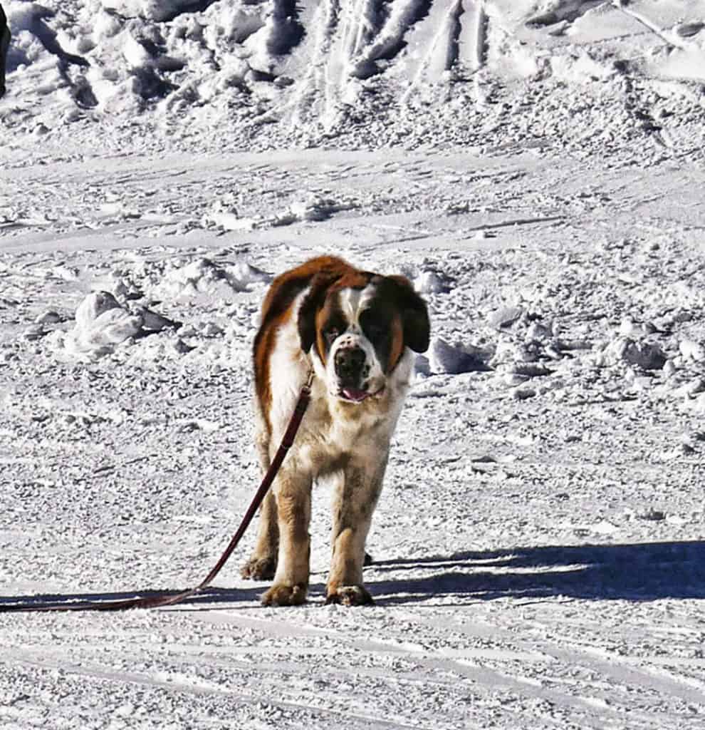 Mountain dog