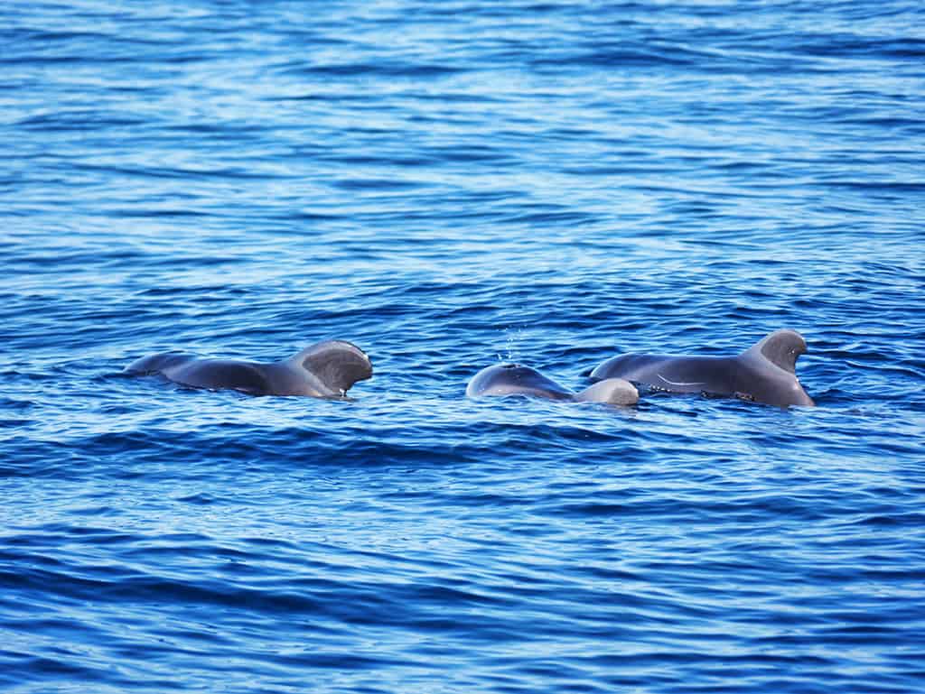 Tenerife pilot whale spotting - What to do in Tenerife