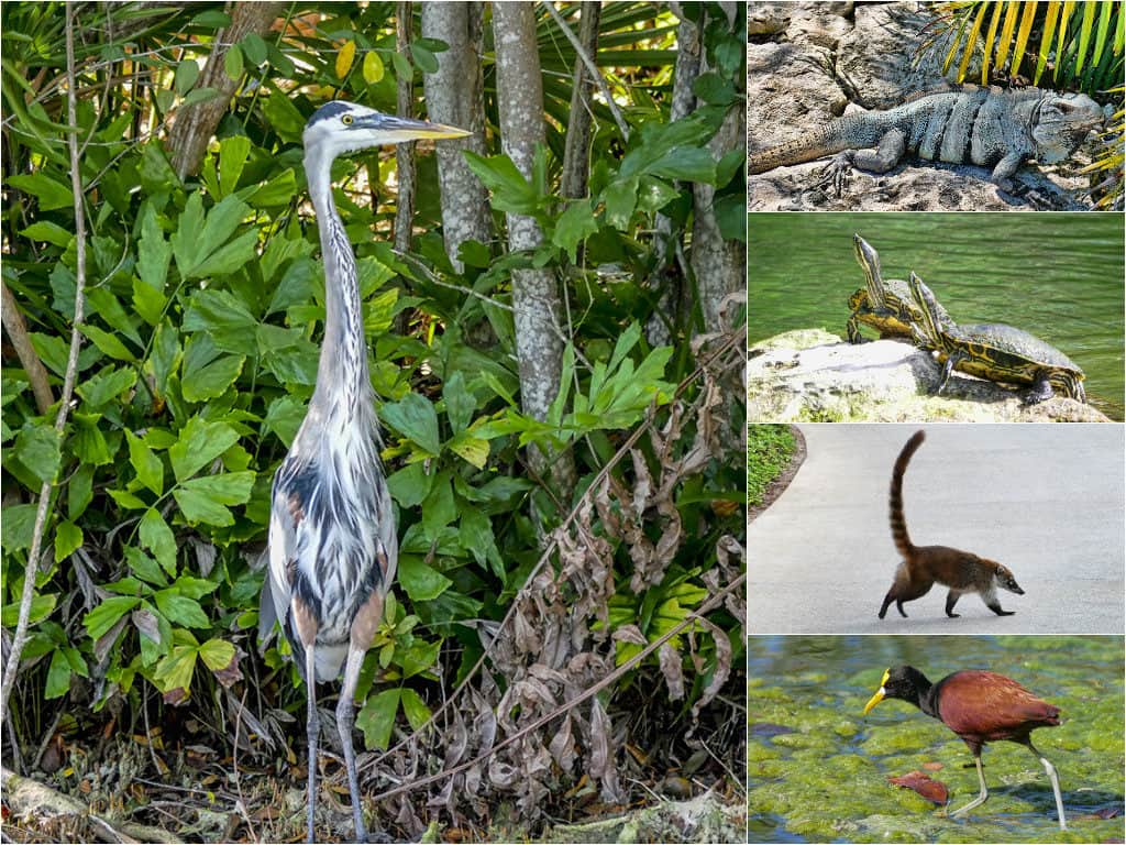 Andaz Mayakoba wildlife