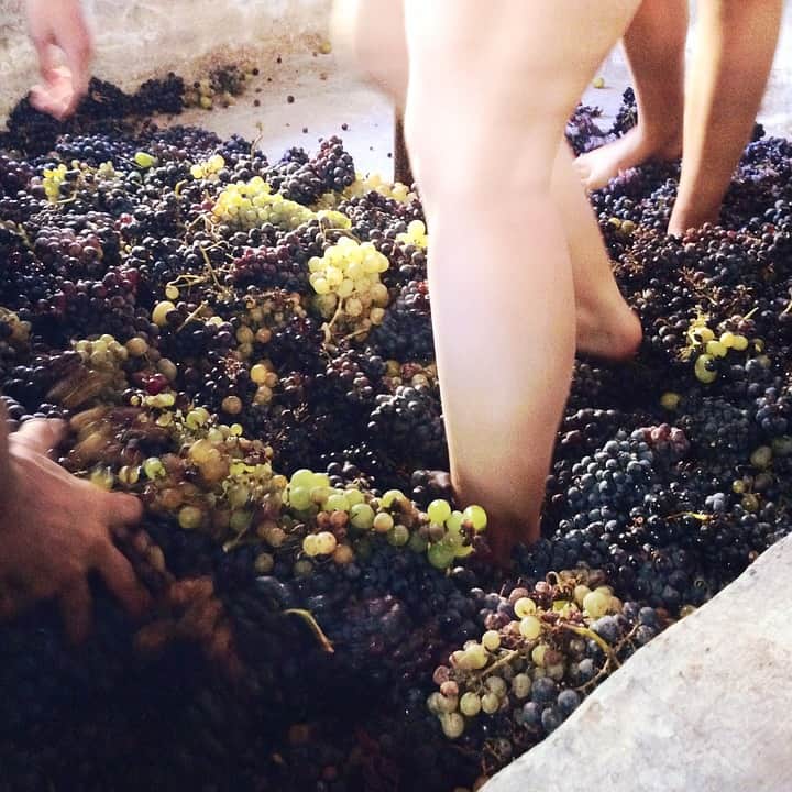 Treading the grapes in Rioja, Spain