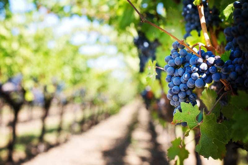 Great River Road winery in Illinois, USA