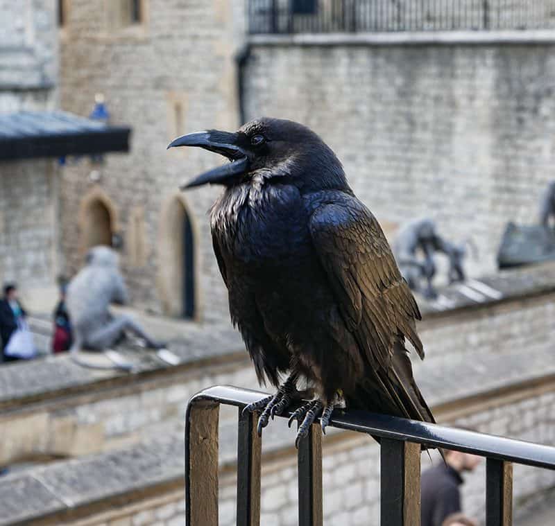 A raven at the Tower of London