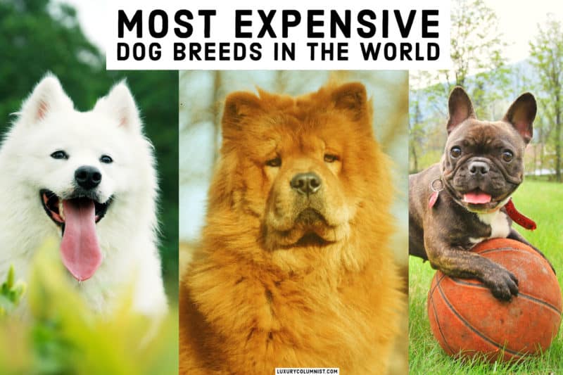 The most expensive dog breeds in the world