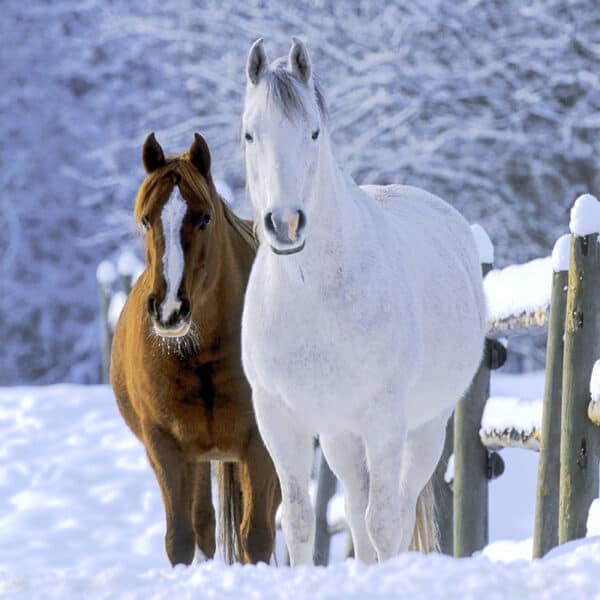 The most expensive horse breeds in the world