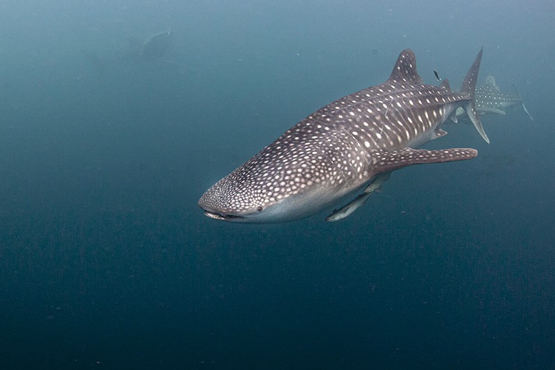 A Whale Shark in West Papua, Indonesia