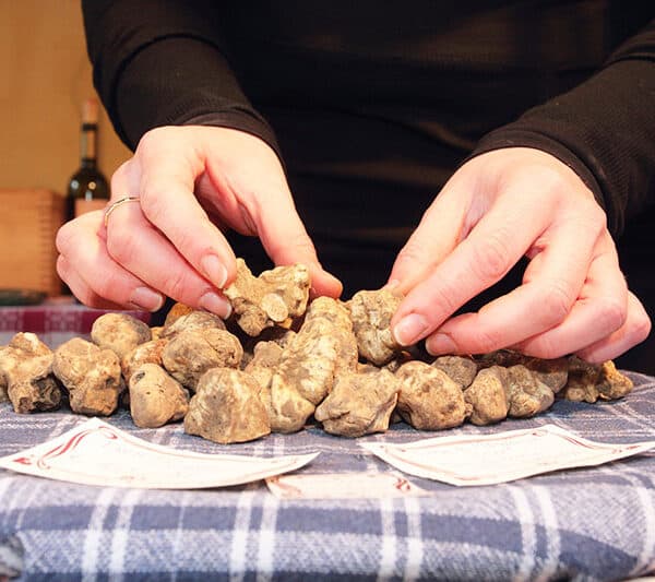 The most expensive mushrooms in the world