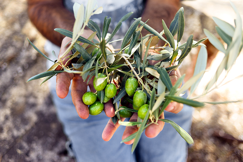 Harvested fresh olives in Greece