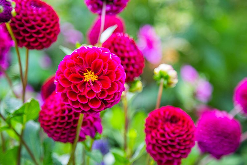 Greenwood is known for its dahlias