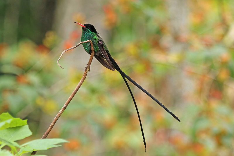 Red-billed streamertail male, Jamaica's national bird