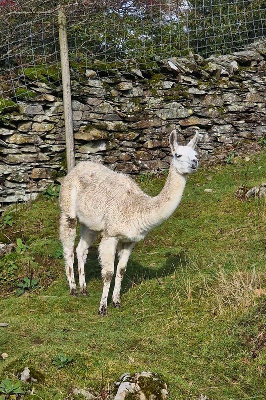 A resident llama